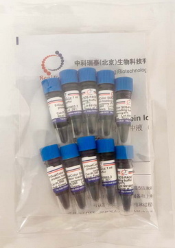 5×雙色蛋白上樣緩沖液 (變性，還原）